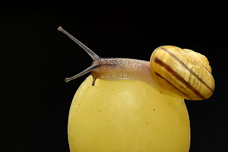 yellow snail thumbnail