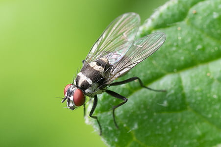 macro shot of house fly thumbnail