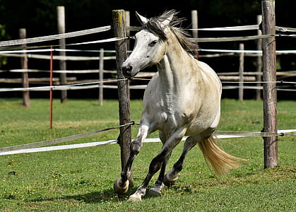 white horse beside gray fence thumbnail