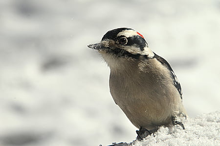 gray and black bird thumbnail