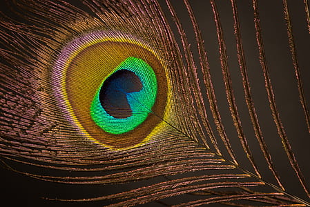 feather, peacock, plumage thumbnail