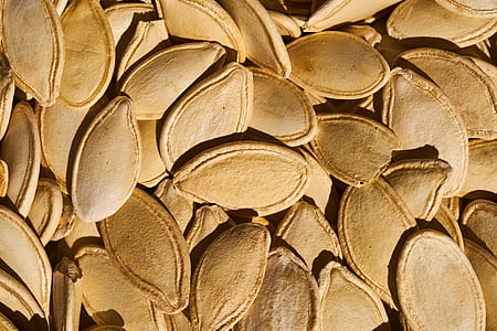 pile of squash seeds thumbnail