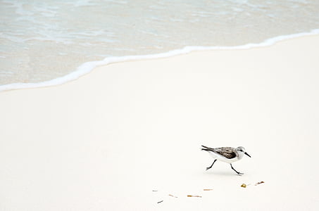 white and black seagull on shore thumbnail