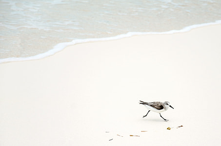 brown and white ring-billed piper bird on shore during daytime thumbnail