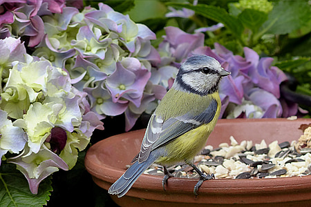 green and black bird perching on brown pot thumbnail