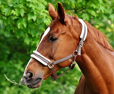 closeup photography of brown horse at daytime thumbnail