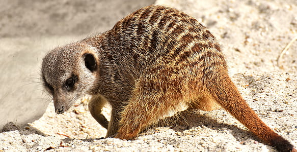 brown animal thumbnail