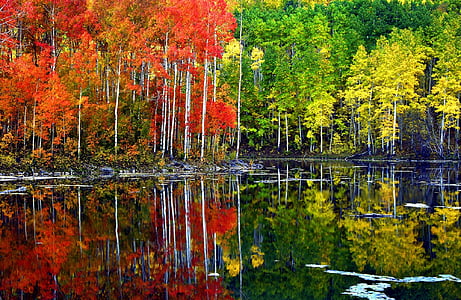 green and red leaf trees near body of water at daytime thumbnail