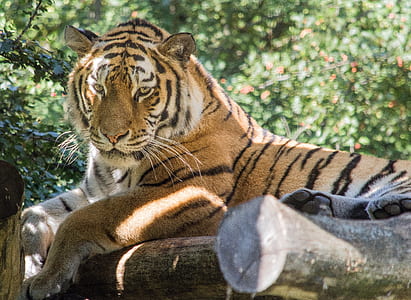 tiger reclining on branch thumbnail