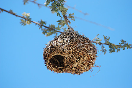 brown bird nest thumbnail