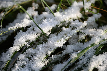 green grass covered with snow thumbnail