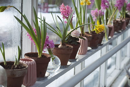 green leaf orchid plants thumbnail