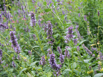 purple flower plant thumbnail