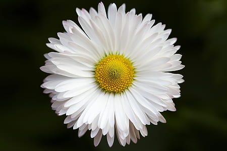 photo of white daisy flower thumbnail