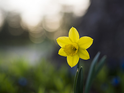 shallow focus photography of 6-petaled flower thumbnail
