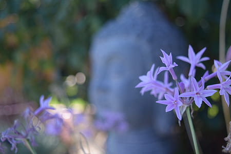 purple flowers thumbnail