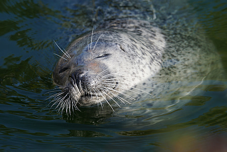 seal swimming on body of water thumbnail
