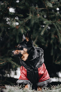 Small dog with warm jacket thumbnail
