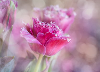 selective focus photography of pink petaled flower thumbnail
