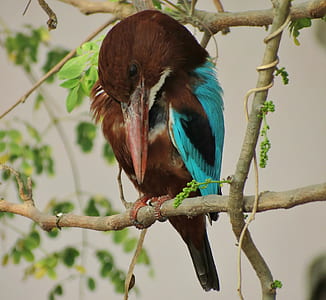Blue Brown and White Bird Standing on Stem in Bokeh Photography thumbnail