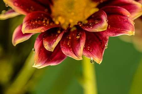 close up photography of red petaled flower thumbnail
