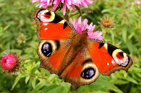 red and brown eyed moth in shallow focus thumbnail