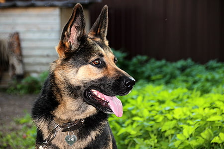 brown and black German Shepherd thumbnail