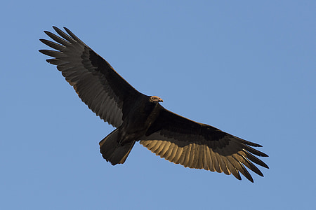 black eagle flying under blue sky thumbnail