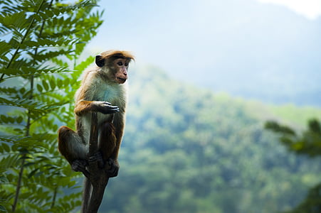 brown monkey on selective focus photography thumbnail