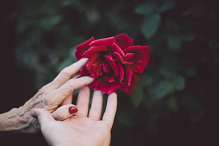 person holding red petaled flower thumbnail