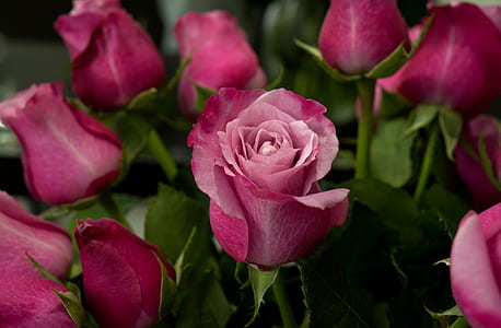 pink roses thumbnail