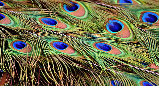 green and blue feathers thumbnail