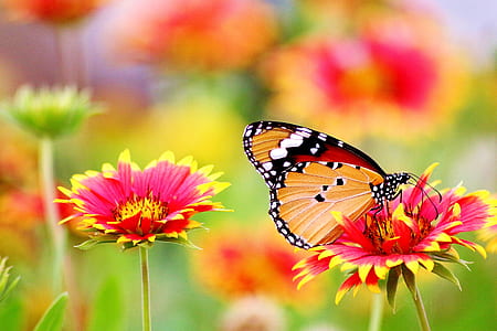 nature, flowers, petals, blur thumbnail