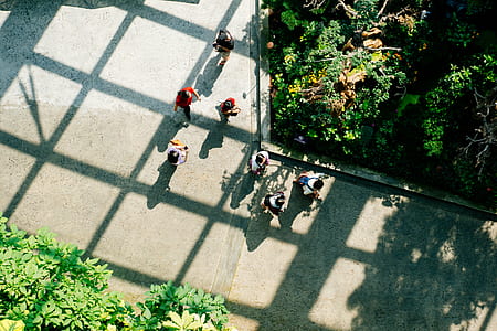people walking beside trees thumbnail