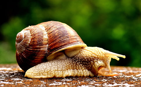 close-up photograph of snail thumbnail