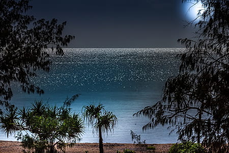 green trees near ocean under gray sky thumbnail