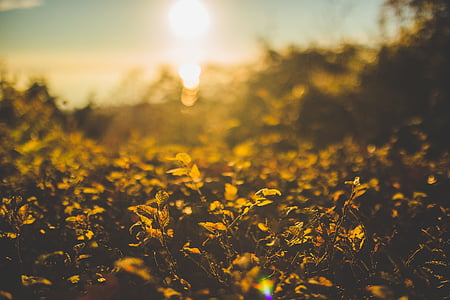 shallow focus photography of yellow leafed plants thumbnail