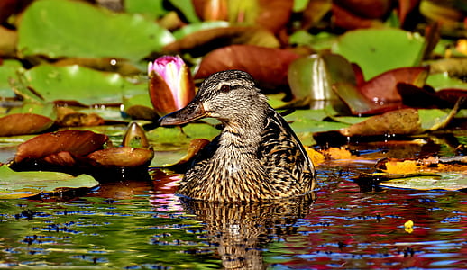 mallard duck on pond thumbnail