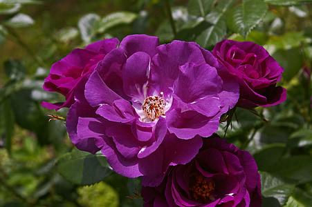 close up photography of purple roses in bloom at daytime thumbnail