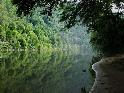 body of water between trees thumbnail
