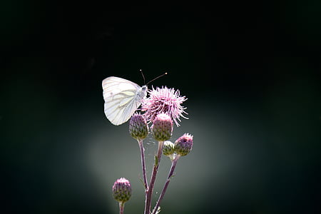 white cabbage butterfly on pink petaled flower thumbnail