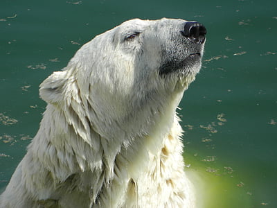 polar bear on body of water thumbnail