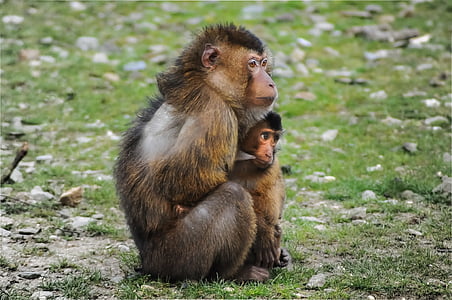 monkey on green grass during daytime thumbnail