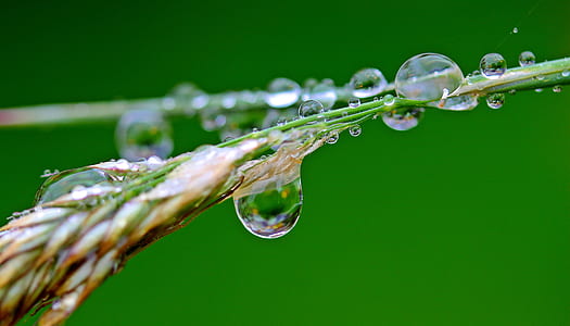 closeup photography of wheat with water dew thumbnail