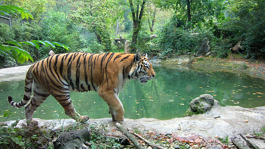 brown and black tiger beside body of water thumbnail