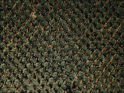 palm tree, aerial view, drone, from above thumbnail