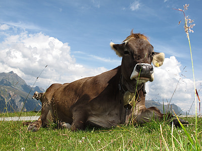 brown cow on green grass field thumbnail