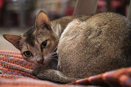 close-up photo of grey cat lying down on multicolored textile thumbnail