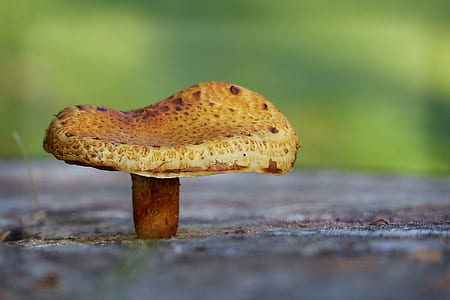 brown wild mushroom thumbnail