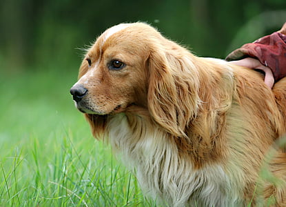 adult brown Irish setter thumbnail